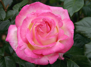 Картинка цветы розы