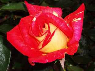 Картинка цветы розы