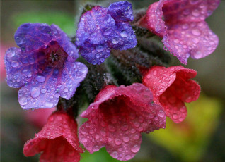 обоя цветы, луговые, полевые