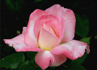 Картинка цветы розы