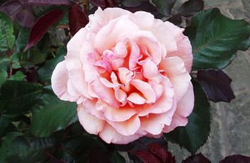 Картинка цветы розы