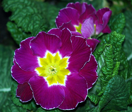 Обои картинки фото цветы, примулы