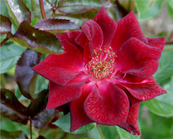 Обои картинки фото цветы, розы