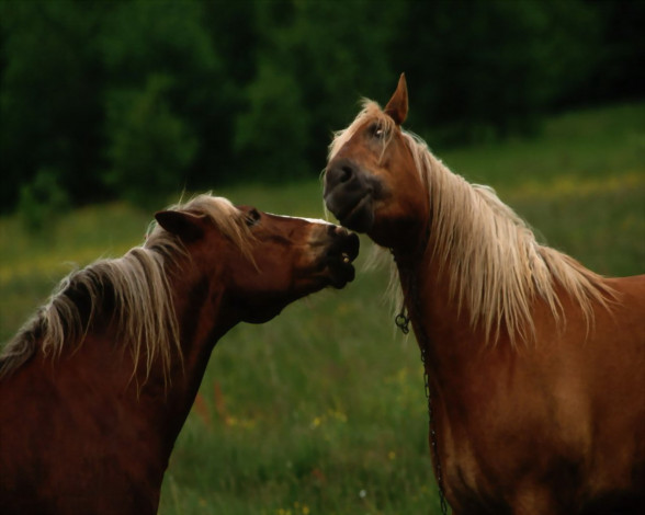 Обои картинки фото животные, лошади