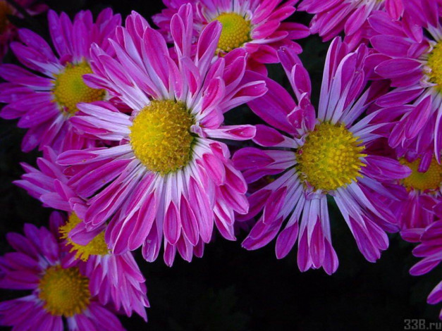 Обои картинки фото цветы, хризантемы