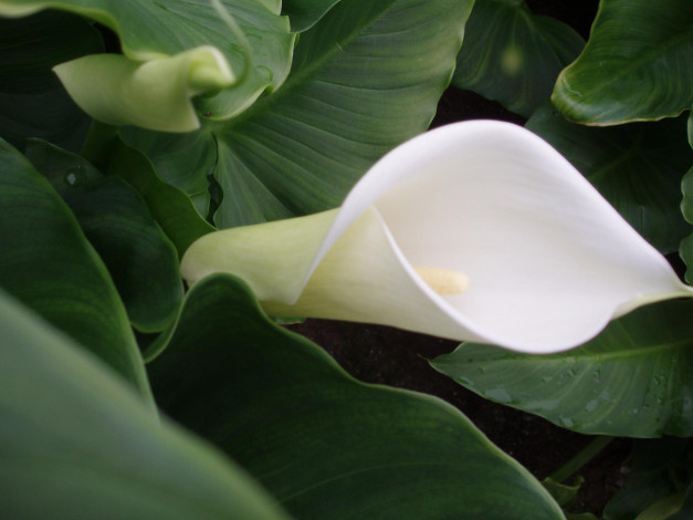 Обои картинки фото цветы, каллы