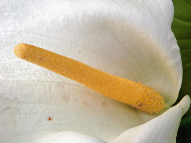 Обои картинки фото цветы, каллы