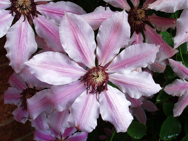 Обои картинки фото цветы, клематис, ломонос