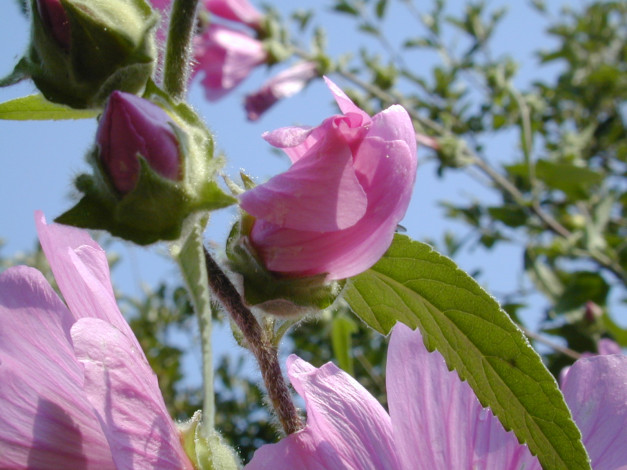 Обои картинки фото цветы, мальвы