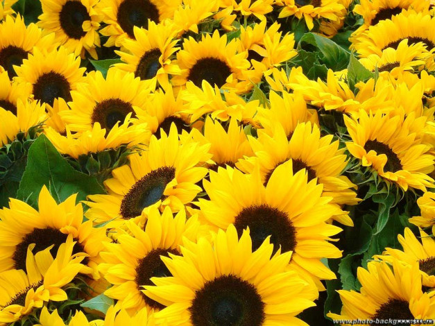 Обои картинки фото цветы, подсолнухи