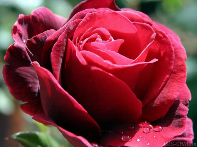 Обои картинки фото цветы, розы