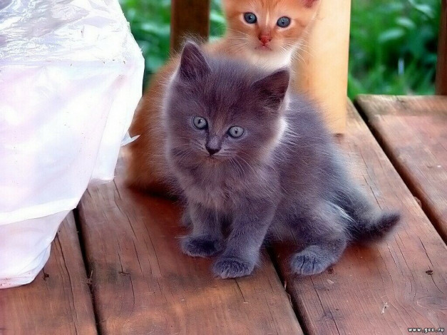 Обои картинки фото животные, коты