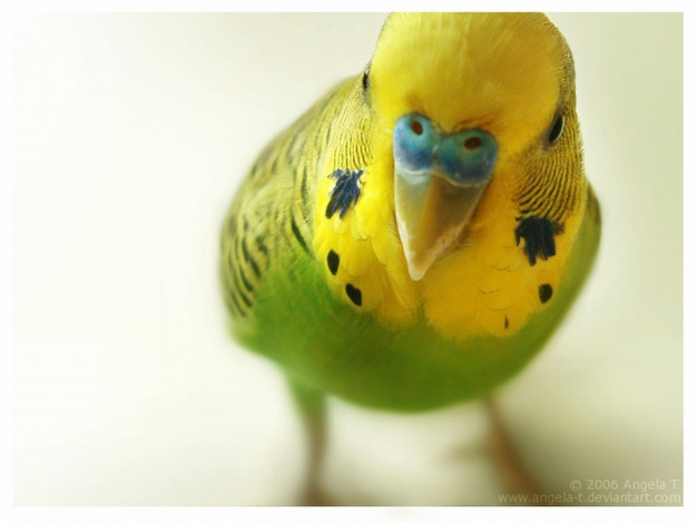 Обои картинки фото животные, попугаи