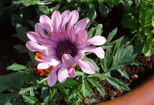 Обои картинки фото цветы, диморфотеки