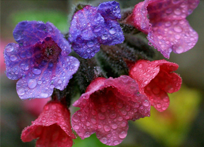 Обои картинки фото цветы, луговые, полевые