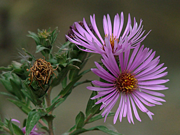 Обои картинки фото цветы, астры