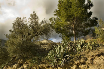 Картинка природа деревья кактусы камни