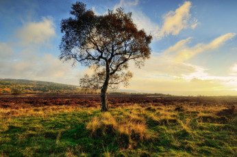 Картинка природа деревья трава поле облака дерево