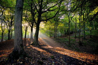 Картинка природа лес стволы дорожка свет