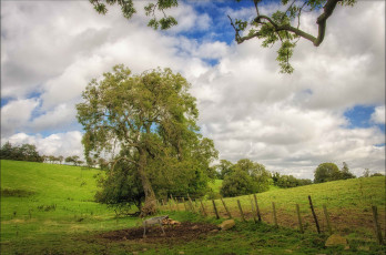 Картинка природа деревья поле трава изгородь дерево
