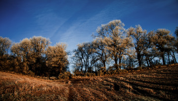 Картинка природа деревья облака небо поле