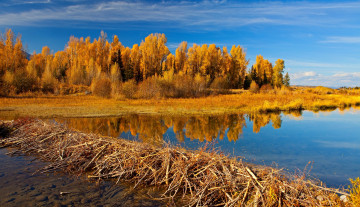Картинка природа реки озера трава река осень