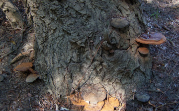 Картинка природа грибы пень