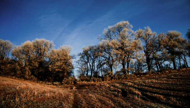 Обои картинки фото природа, деревья, облака, небо, поле