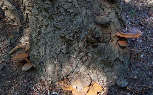 Обои картинки фото природа, грибы, пень