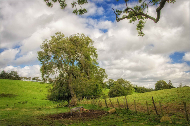 Обои картинки фото природа, деревья, поле, трава, изгородь, дерево