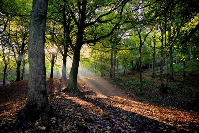 Обои картинки фото природа, лес, стволы, дорожка, свет