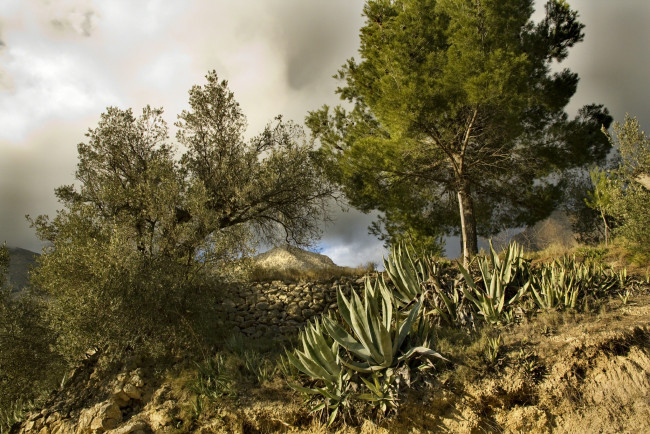 Обои картинки фото природа, деревья, кактусы, камни