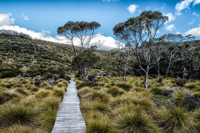 Обои картинки фото природа, дороги, поле, трава, настил, дорожка, деревья