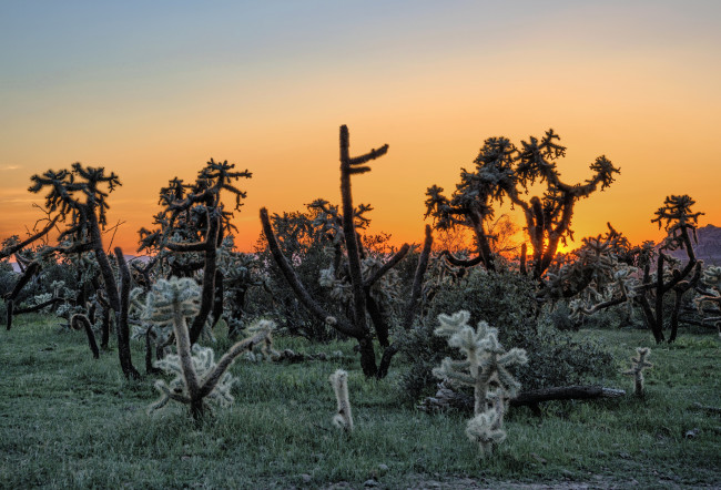 Обои картинки фото природа, восходы, закаты, кактусы, заря, пустыня
