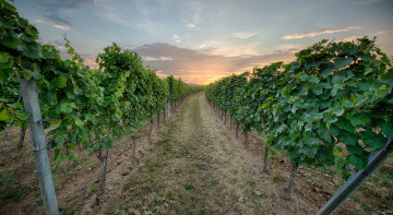 Картинка природа поля рассвет