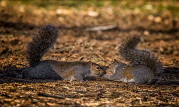 Картинка животные белки ситуация орех