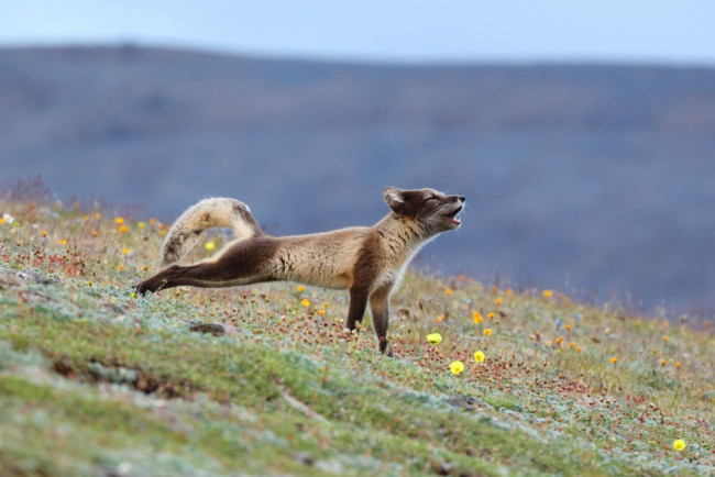 Обои картинки фото животные, песцы, луг, потягивание, песец, цветы, трава