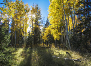 Картинка природа лес деревья