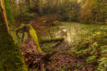 Картинка природа реки озера река лес