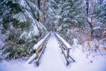 Картинка природа зима снег