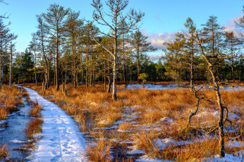 Картинка природа дороги тракт
