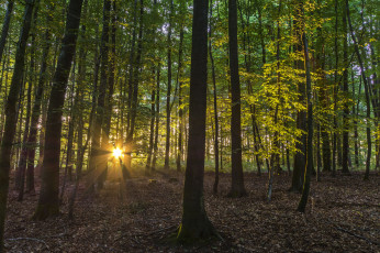 Картинка природа лес деревья