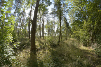 Картинка природа лес деревья