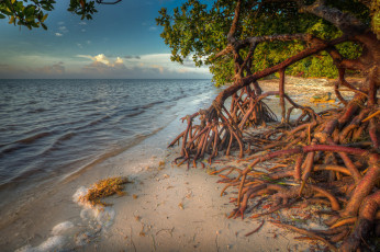 Картинка природа побережье берег море