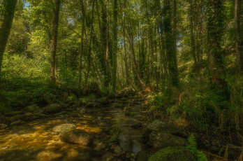 Картинка природа лес деревья