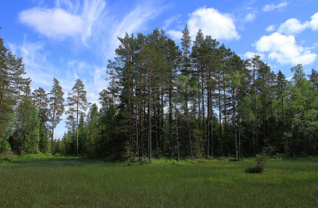 Картинка природа лес деревья