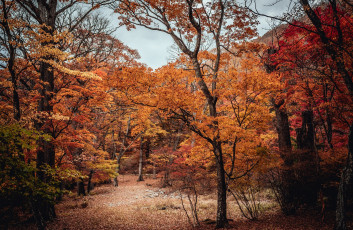 Картинка природа лес деревья