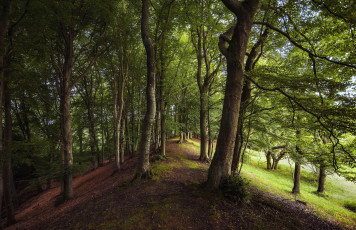 Картинка природа лес деревья