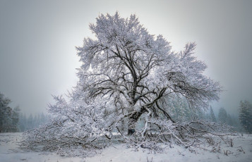 Картинка природа зима снег