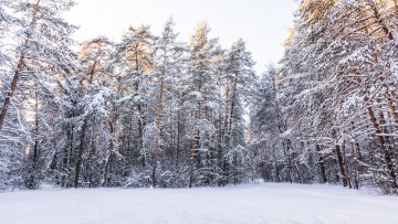 Картинка природа зима снег